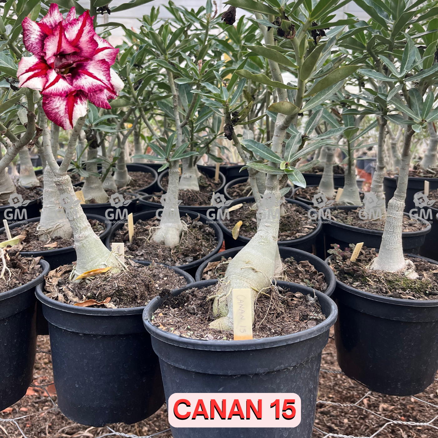 Rosa do Deserto - ENXERTO ADULTO -  CANAN 15