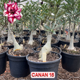 Rosa do Deserto - ENXERTO ADULTO -  CANAN 15