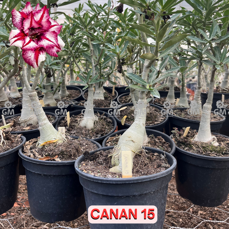 Rosa do Deserto - ENXERTO ADULTO -  CANAN 15