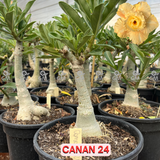 Rosa do Deserto - ENXERTO ADULTO -  CANAN 24