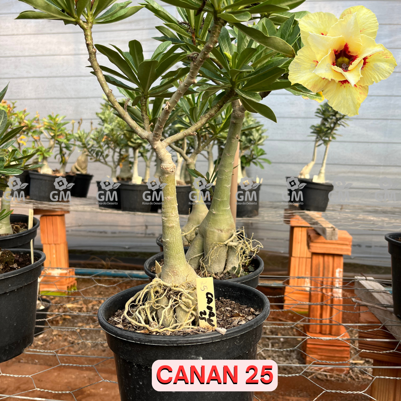 Rosa do Deserto - ENXERTO ADULTO -  CANAN 25