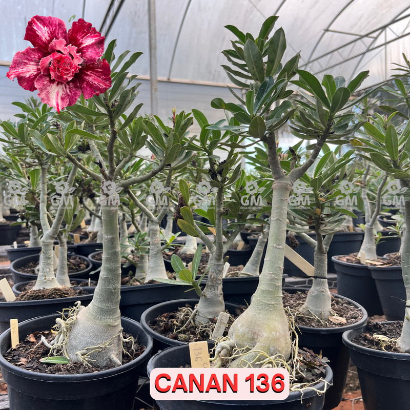 Rosa do Deserto - ENXERTO ADULTO -  CANAN 136