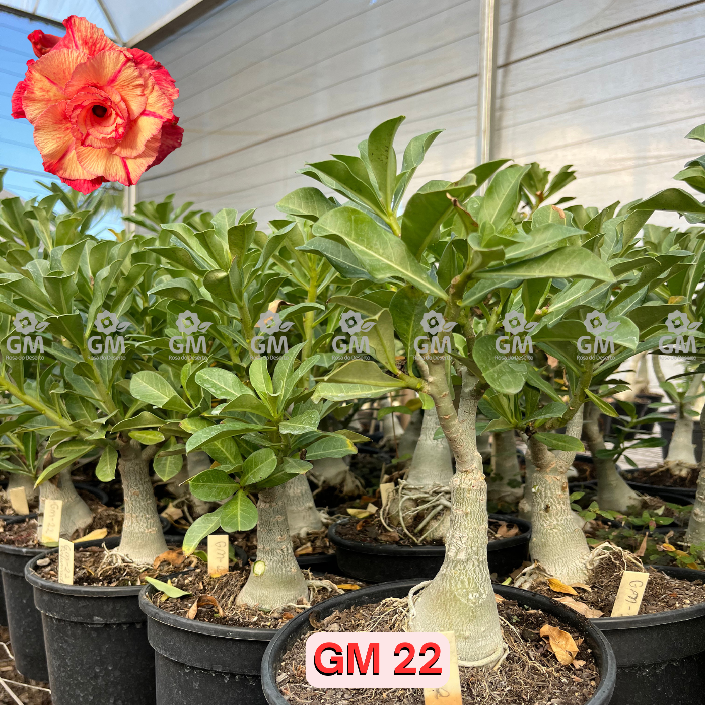Rosa do Deserto - ENXERTO ADULTO -  GM 22