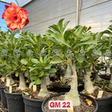 Rosa do Deserto - ENXERTO ADULTO -  GM 22