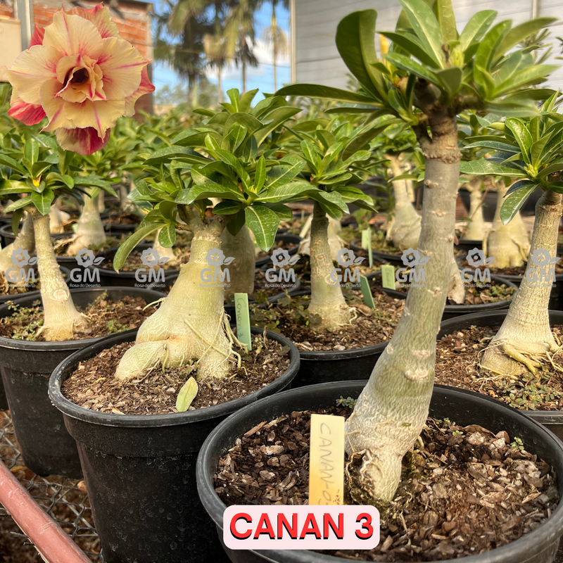 Rosa do Deserto - ENXERTO ADULTO -  CANAN 3