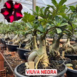Rosa do Deserto - ENXERTO ADULTO - VIUVA NEGRA