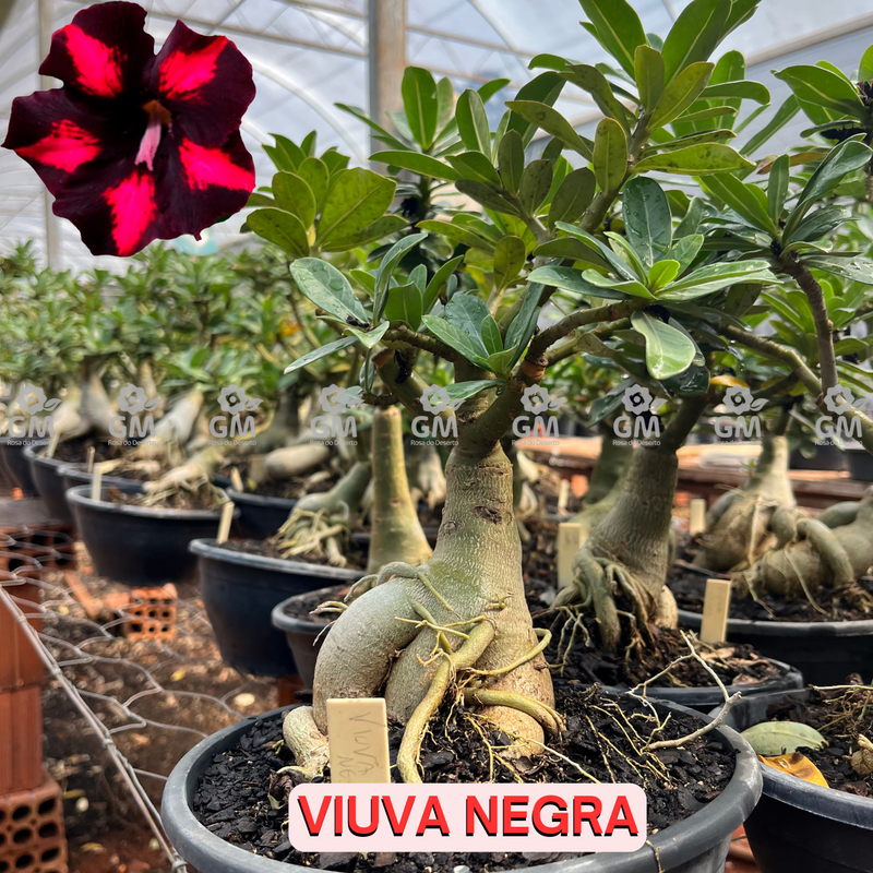 Rosa do Deserto - ENXERTO ADULTO - VIUVA NEGRA