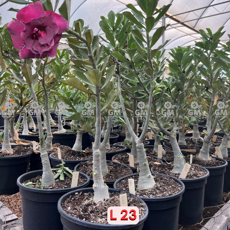 0430 - Rosa do Deserto - ENXERTO ADULTO - L-23