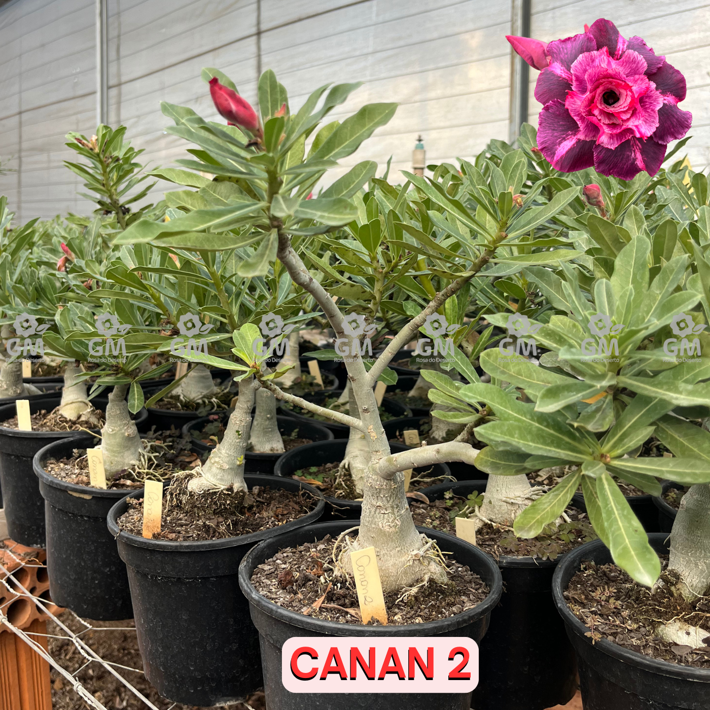 Rosa do Deserto - ENXERTO ADULTO -  CANAN 2