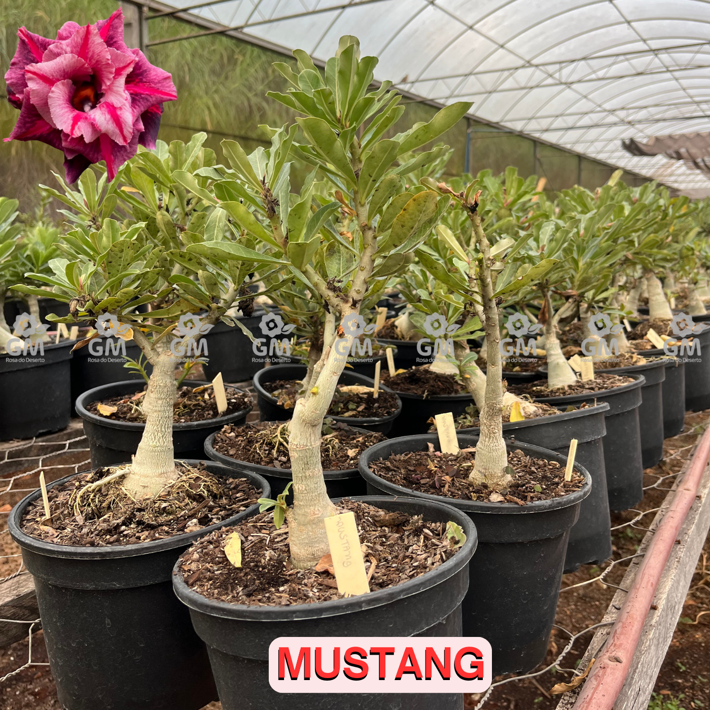 Rosa do Deserto - ENXERTO ADULTO - MUSTANG