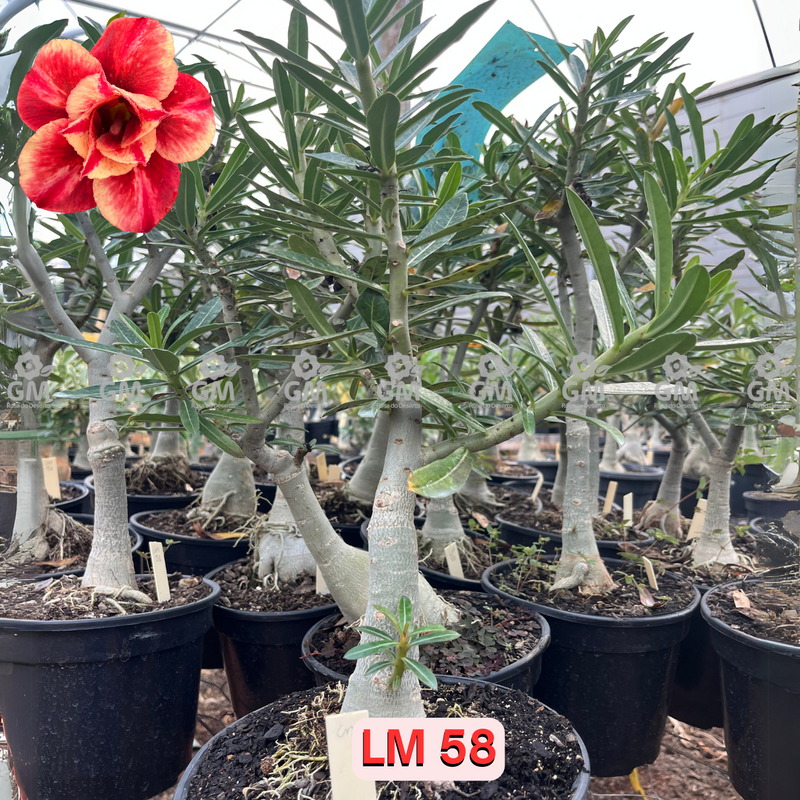 Rosa do Deserto - ENXERTO ADULTO - LM 58