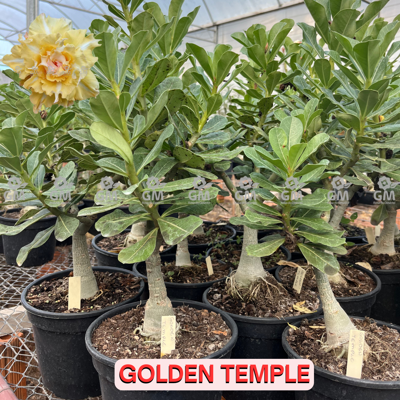 0460 - Rosa do Deserto - ENXERTO ADULTO  - GOLDEN TEMPLE