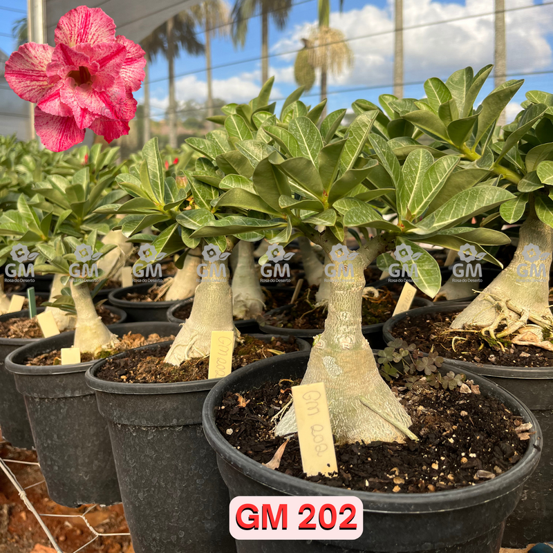 Rosa do Deserto - ENXERTO ADULTO -  GM 202