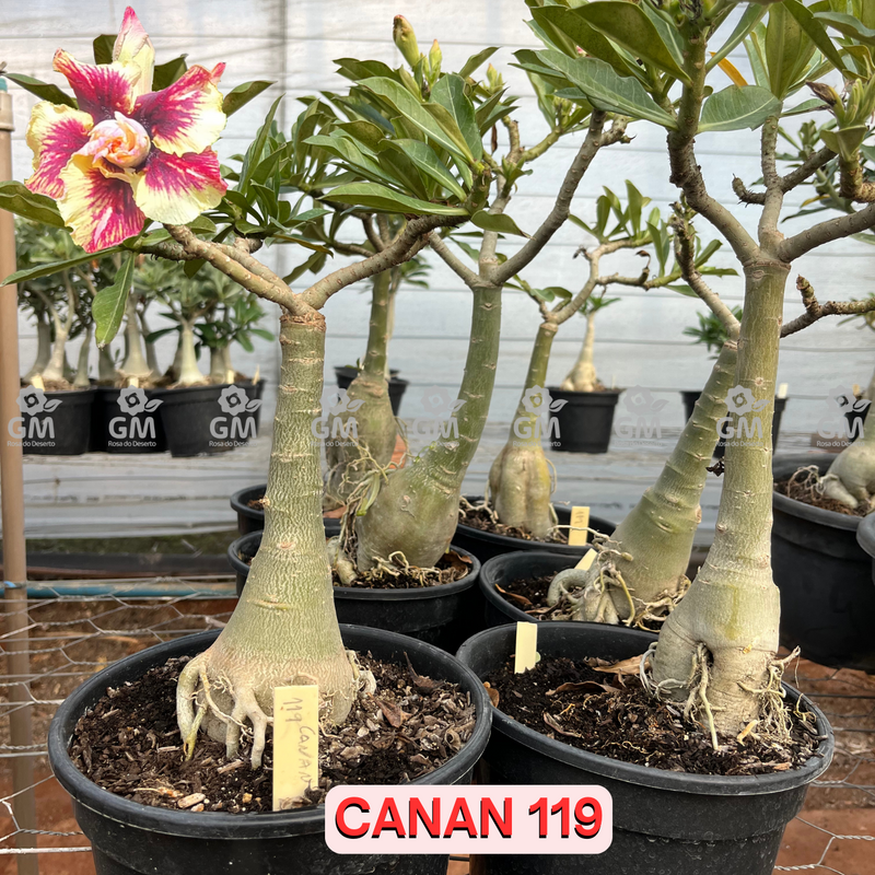 Rosa do Deserto - ENXERTO ADULTO -  CANAN 119