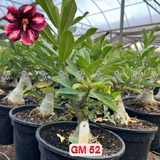 Rosa do Deserto - ENXERTO ADULTO -  GM 52