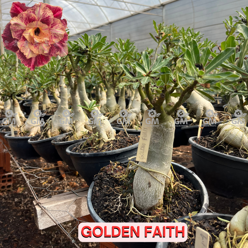 0413 - Rosa do Deserto - ENXERTO ADULTO - GOLDEN FAITH (PERFUMADA)