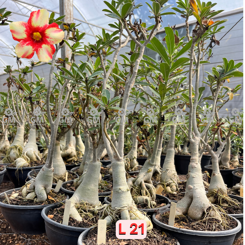 Rosa do Deserto - ENXERTO ADULTO - L 21 ( IMPORTADA )