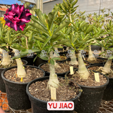 Rosa do Deserto - ENXERTO ADULTO - YU JIAO