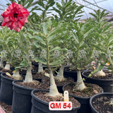 Rosa do Deserto - ENXERTO ADULTO -  GM 54