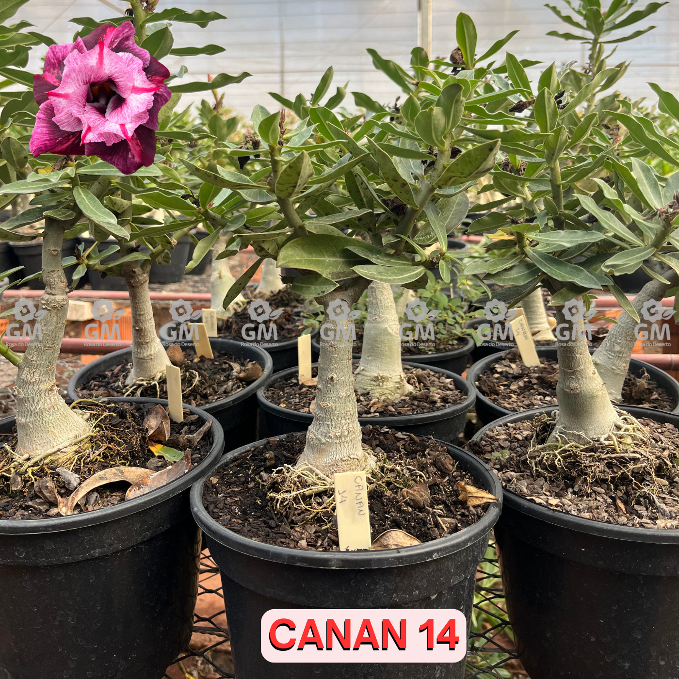 Rosa do Deserto - ENXERTO ADULTO -  CANAN 14