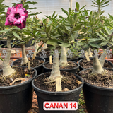 Rosa do Deserto - ENXERTO ADULTO -  CANAN 14