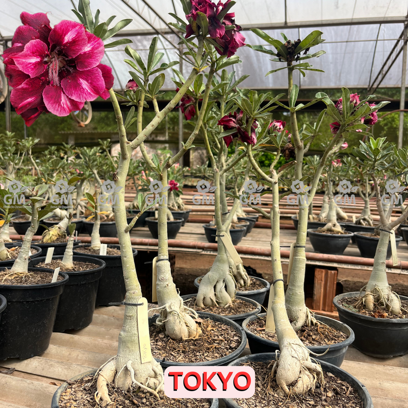 - Rosa do Deserto - ENXERTO ADULTO - TOKYO