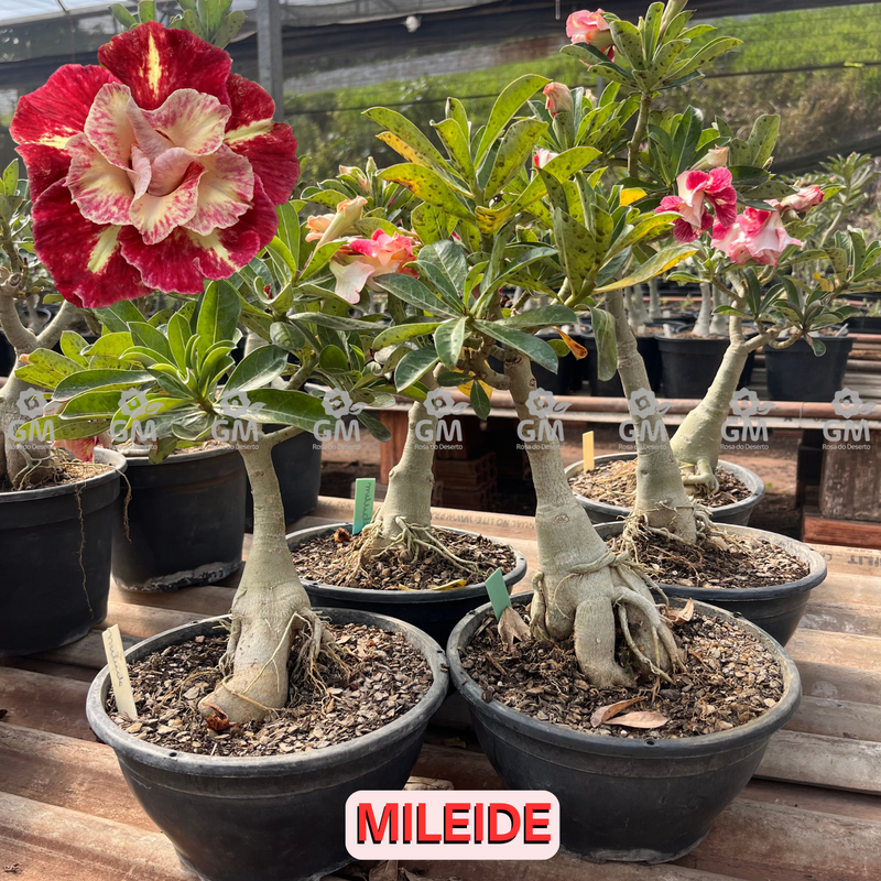 0369- Rosa do Deserto - ENXERTO ADULTO - MILEIDE