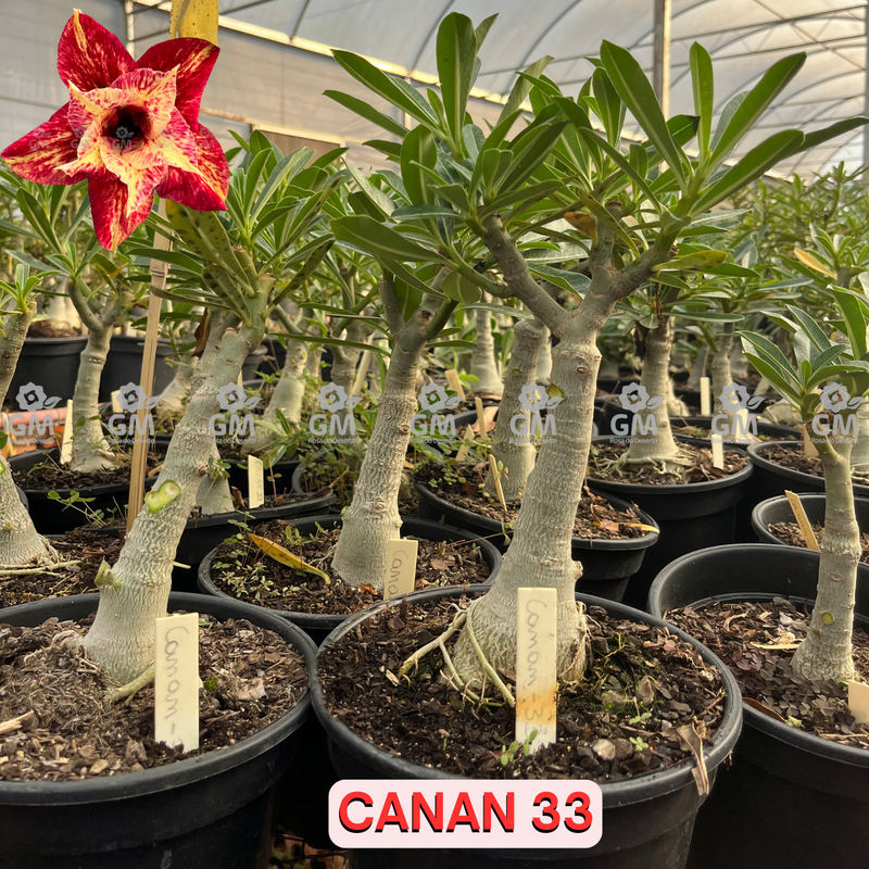 Rosa do Deserto - ENXERTO ADULTO -  CANAN 33