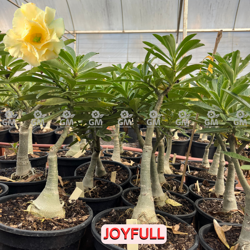 0435 - Rosa do Deserto - ENXERTO ADULTO - JOYFULL
