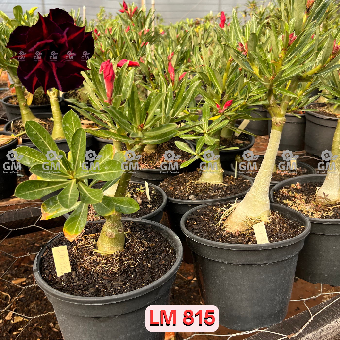 - Rosa do Deserto - ENXERTO ADULTO - LM 815