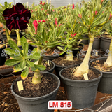 - Rosa do Deserto - ENXERTO ADULTO - LM 815