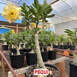 Rosa do Deserto - ENXERTO ADULTO - PEQUI