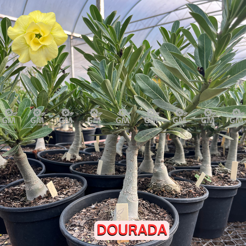 Rosa do Deserto - ENXERTO ADULTO -  DOURADA