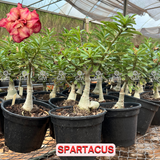 Rosa do Deserto - ENXERTO ADULTO - SPARTACUS