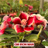 Rosa do Deserto - GM IRON MAN