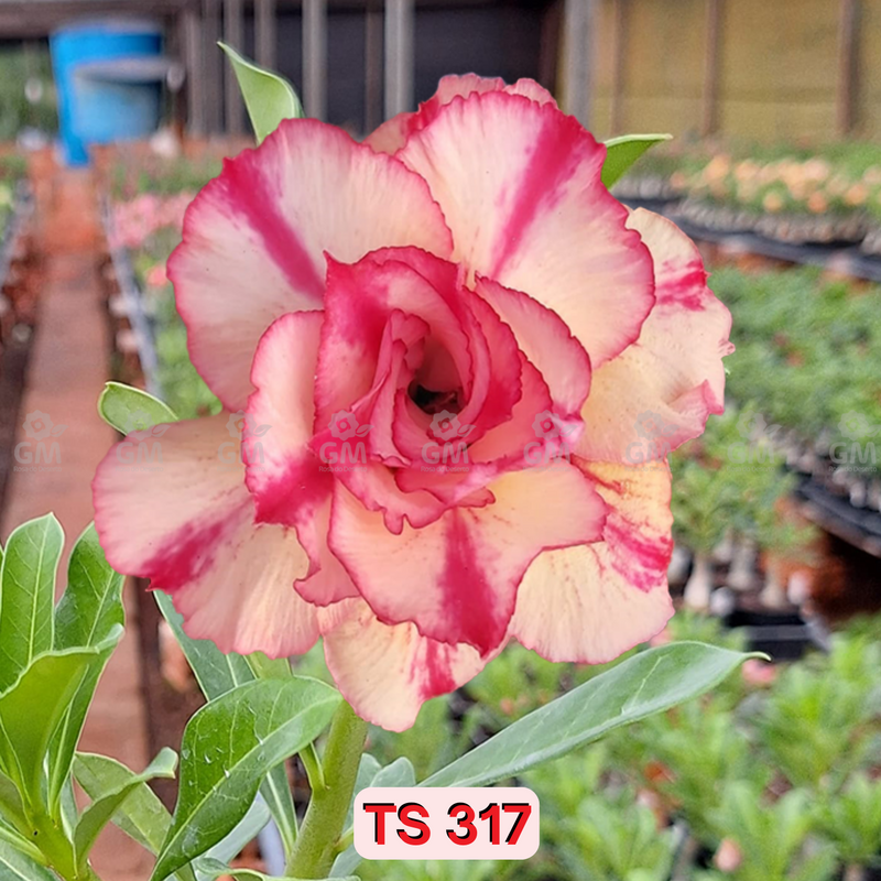 0200 - Rosa do Deserto - TS 317