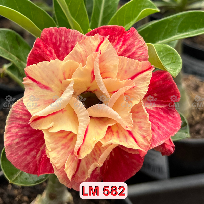 0132 - Rosa do Deserto - LM 582