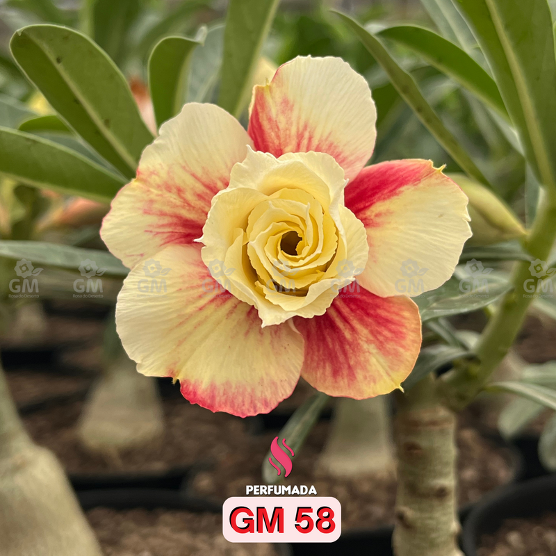 0208 - Rosa do Deserto- GM 58 ( PERFUMADA )