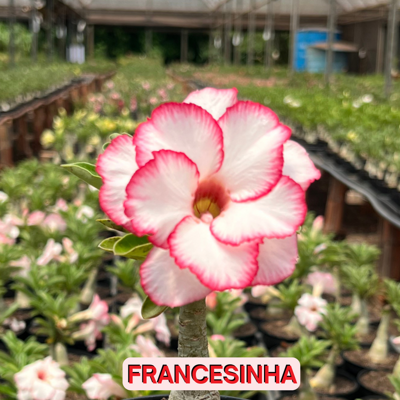 0219 - Rosa do Deserto - FRANCESINHA