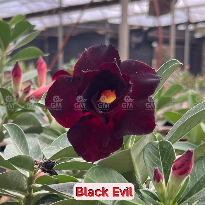 0143 - Rosa do Deserto - Black Evil