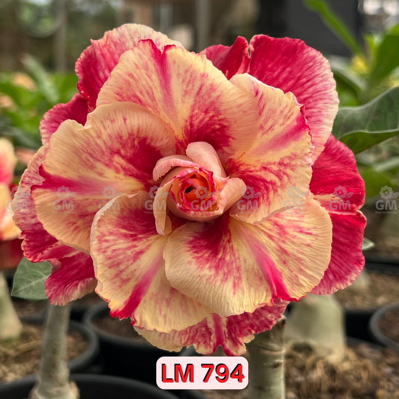 0121 - Rosa do Deserto - LM 794