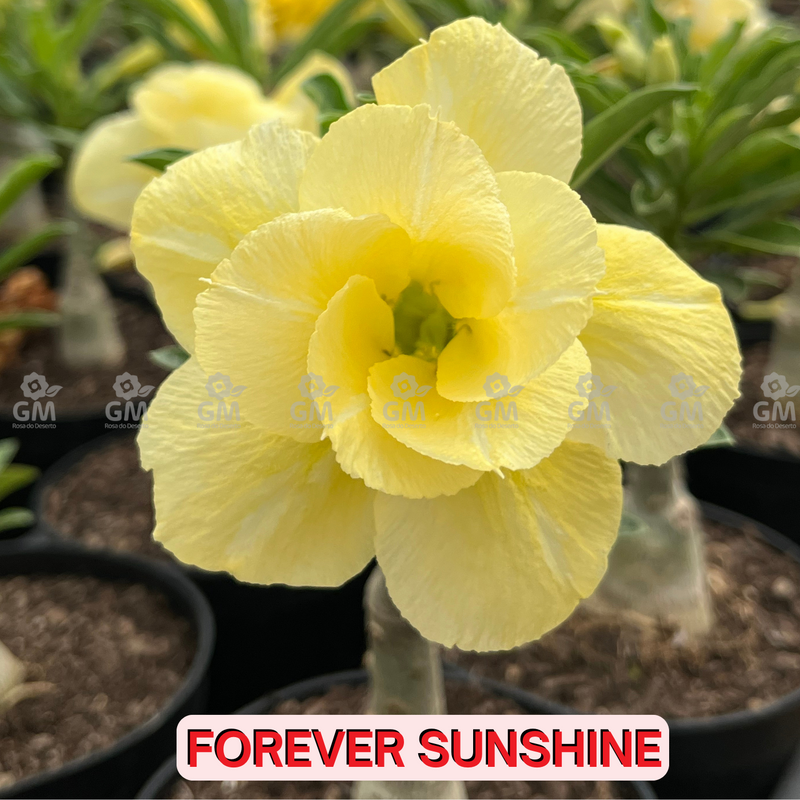 0138 - Rosa do Deserto - FOREVER SUNSHINE