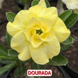 0139 - Rosa do Deserto - DOURADA