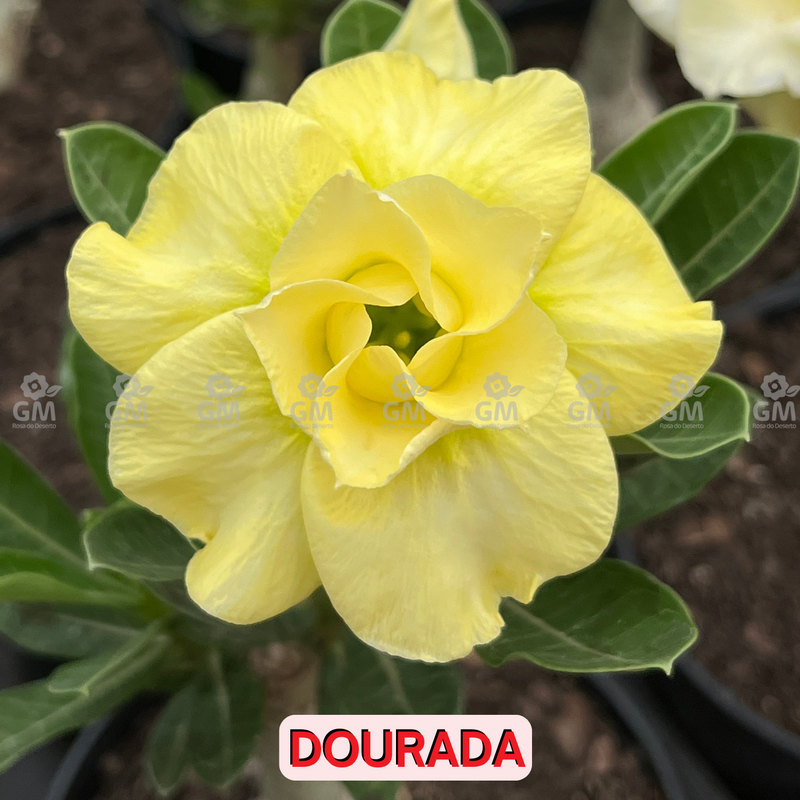 0139 - Rosa do Deserto - DOURADA