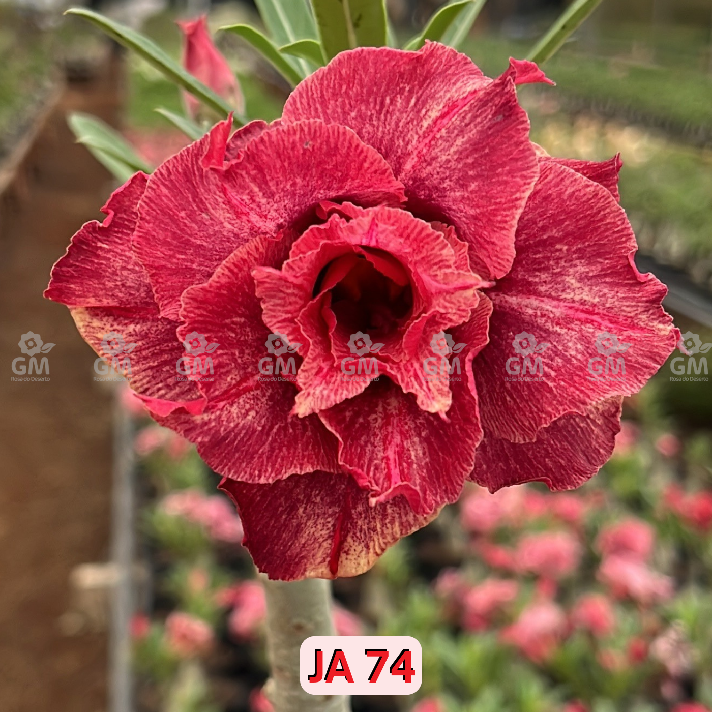 0142 - Rosa do Deserto - JA 74 ( PERFUMADA )