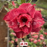 0142 - Rosa do Deserto - JA 74 ( PERFUMADA )