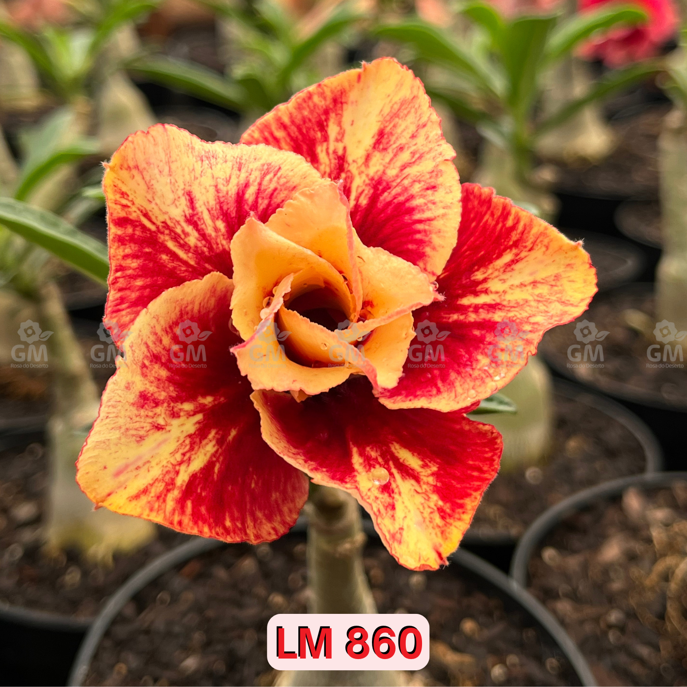0134 - Rosa do Deserto - LM 860