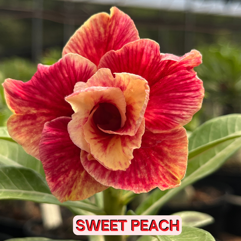 0124 - Rosa do Deserto- SWEET PEACH