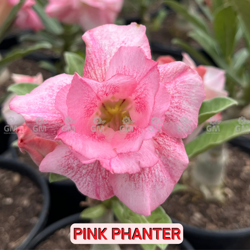 0104 - Rosa do Deserto - PINK PHANTER