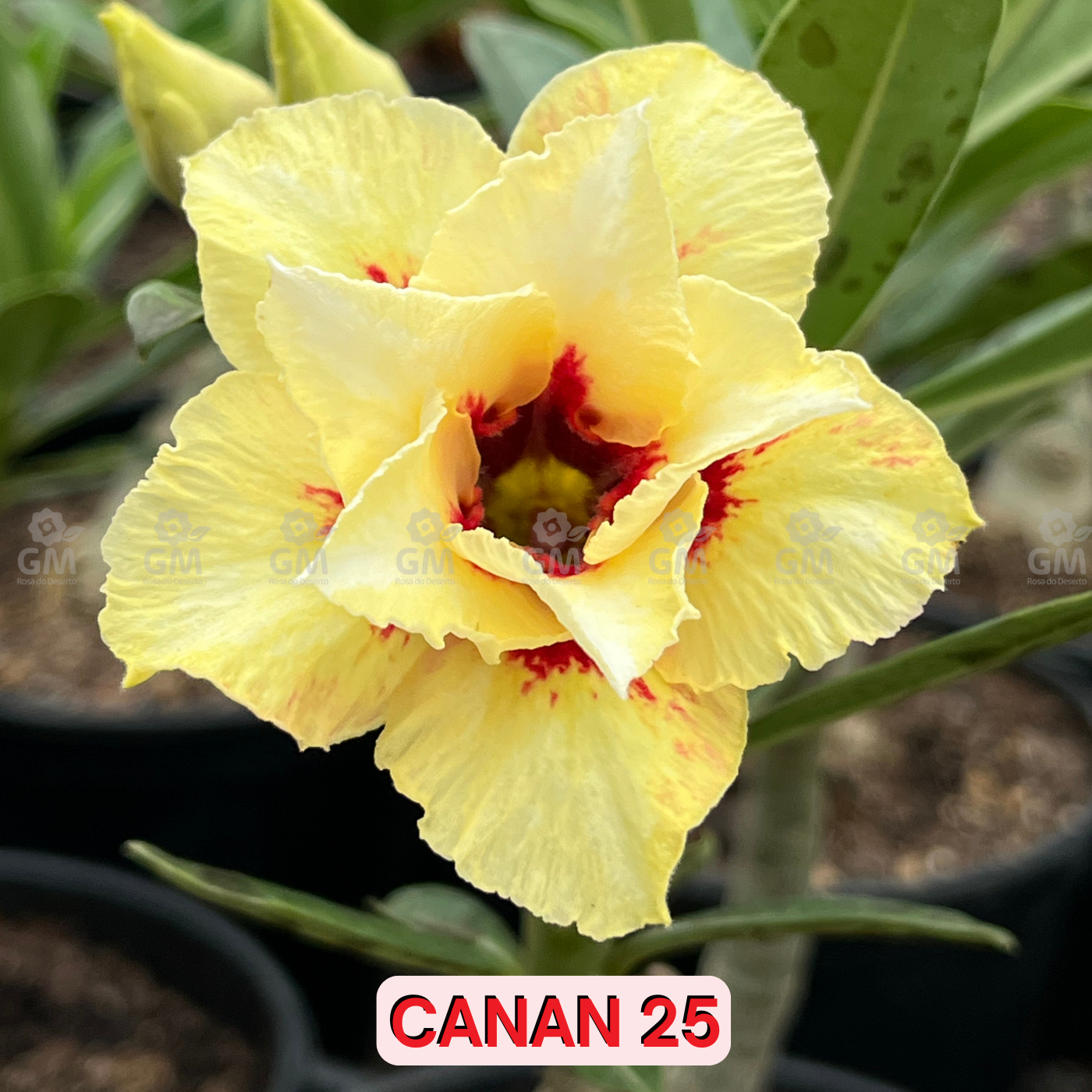 0105 - Rosa do Deserto- CANAN 25